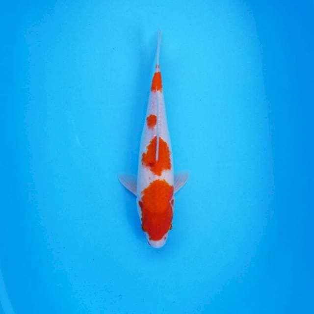 Kohaku 33cm