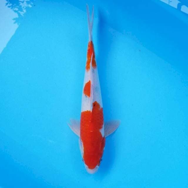 Sanke male 36cm