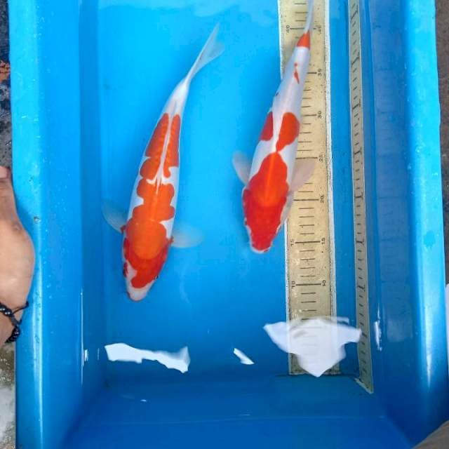 Kohaku dhoitsu