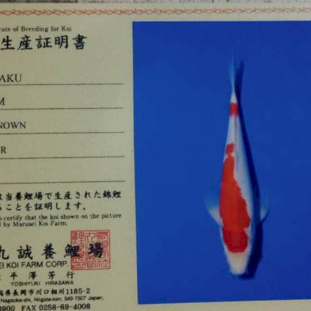 Kohaku import marusei farm