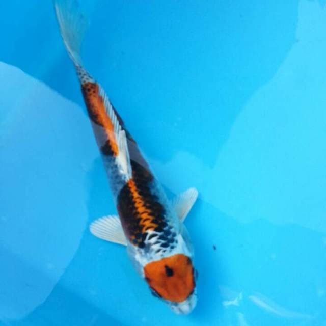 Kojaku maruten 20cm