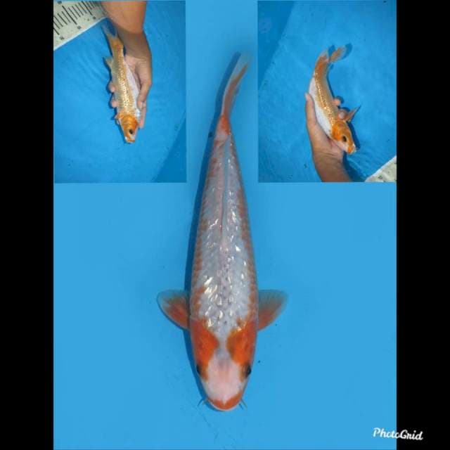 Lelang Kilat , 25cm male , Asagi Ginrin