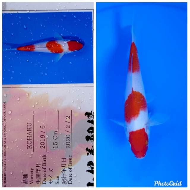 Kohaku import tosai sakai yamamatsu