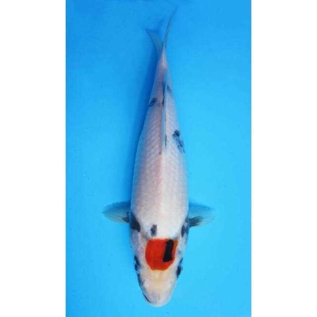 26cm- graduela zoji - ori tancho showa