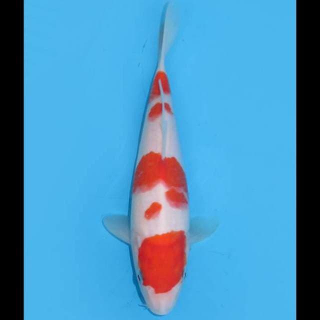 Baby Kohaku SQ - 20cm