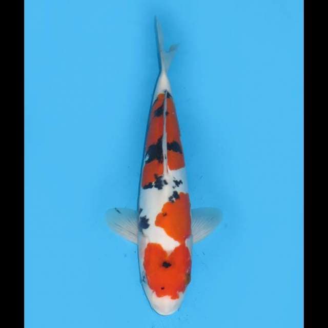 Sanke Doitsu Murni - 35cm