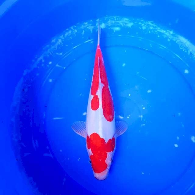Kohaku Doitsu 31cm