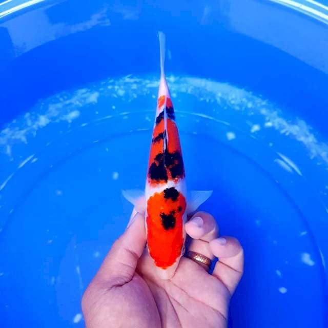 Sanke furitaru 20cm