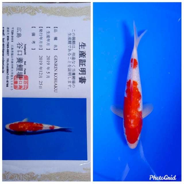 Gindrin kohaku taniguchi farm