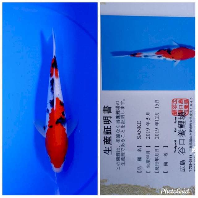 Sanke import taniguchi farm