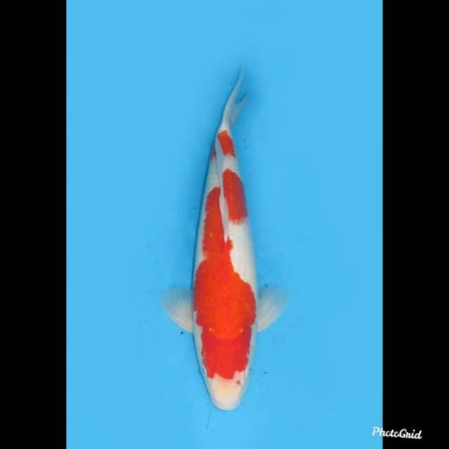 45cm male , Jumbo Kohaku F1