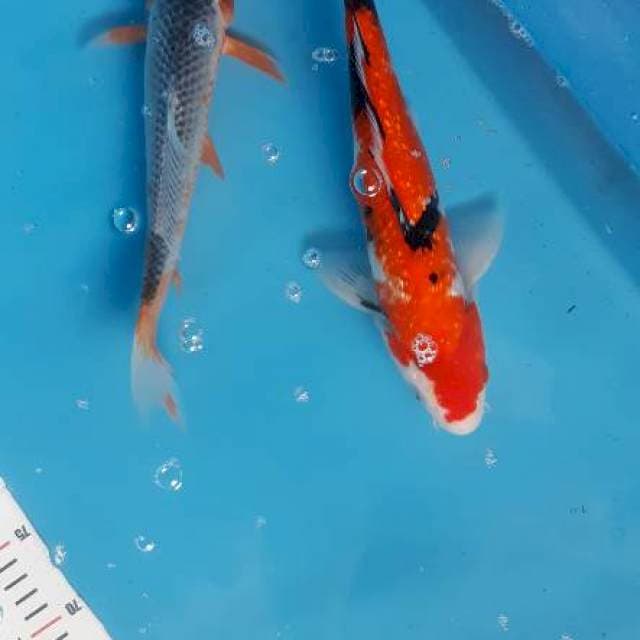 Asagi suspect + Showa ginrin.merah pedas