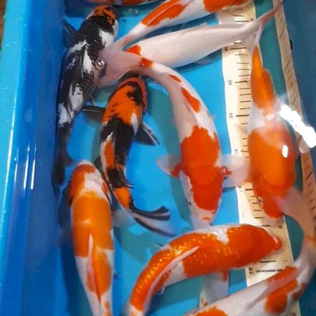 KOHAKU TANCHO SHOWA 26 SAMPAI 27 CM