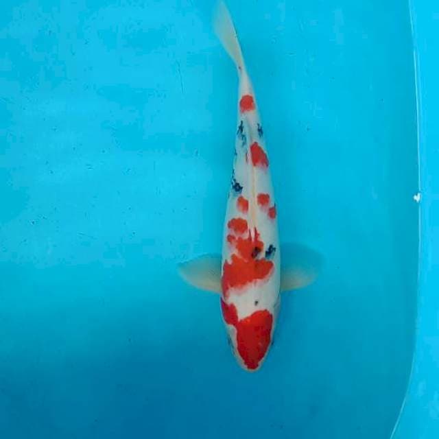 Sanke subosumi ±35cm