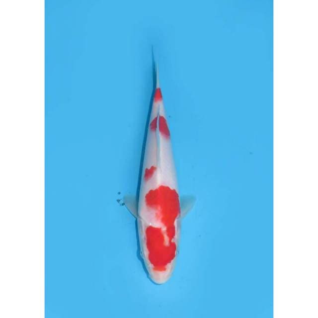 Baby Red Kohaku - 19cm