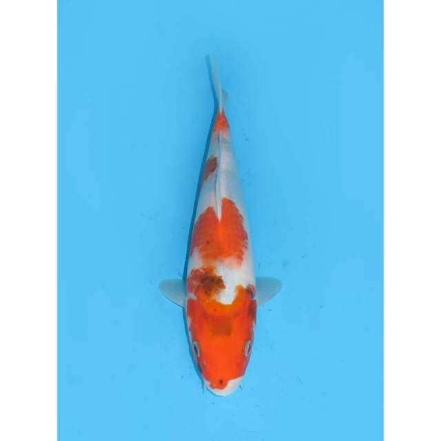 Kindai Showa Tategoi - 26cm