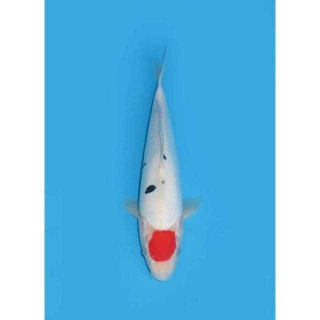 Red Tancho Sanke Murni - 31cm