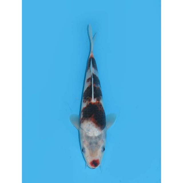 Baby Budo Goromo - 22cm