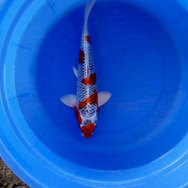 Kujaku 32cm male