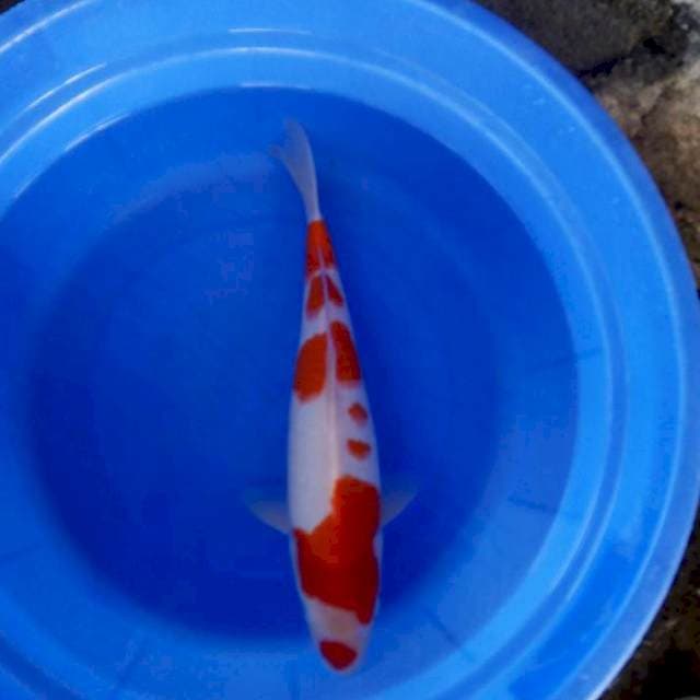 Kuhaku 37cm