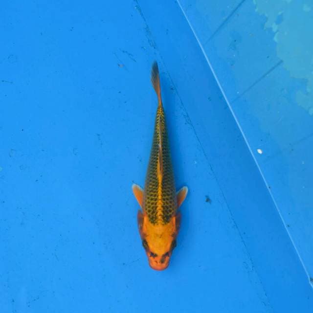 Kin Matsuba F1