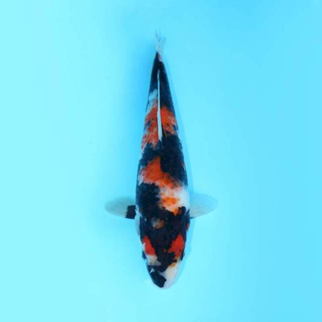 SHOWA 27 CM FEMALE