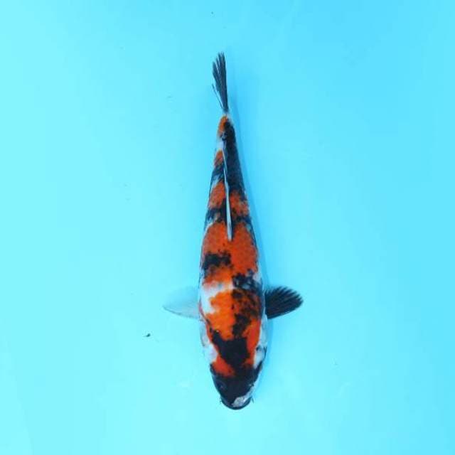 SHOWA 23 CM FEMALE