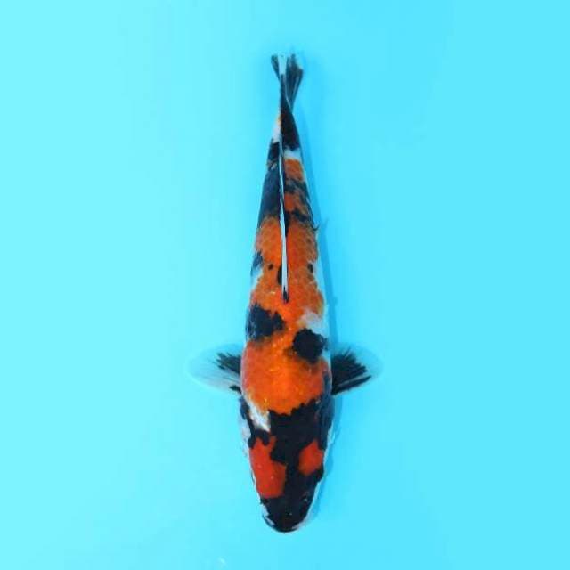 SHOWA POLA PETIR 24 CM MALE