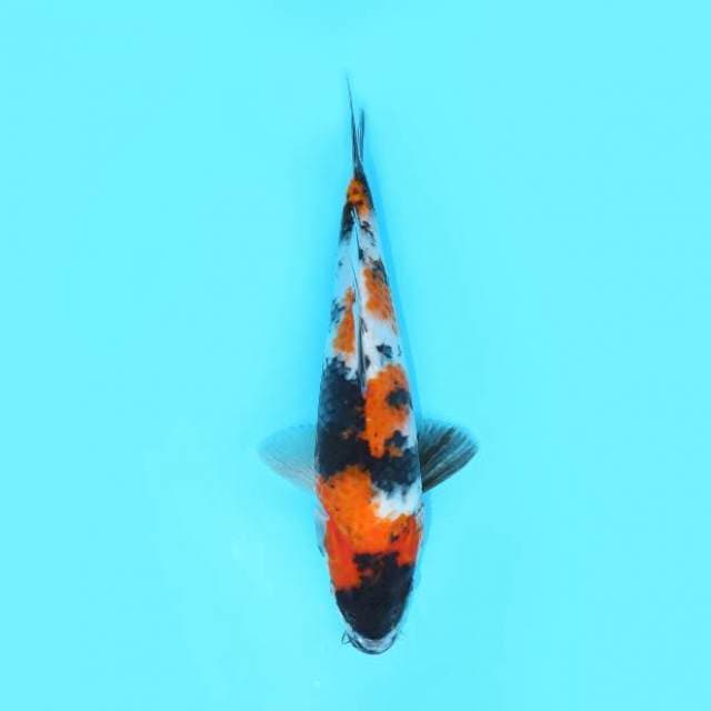 SHOWA 27 CM FEMALE