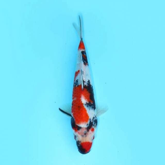 SHOWA 24 CM MALE