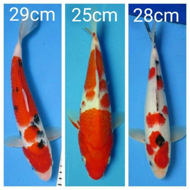 Mix koi
