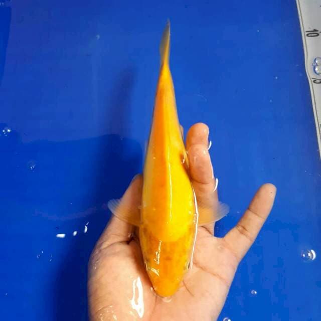 Karasi mata merah 16 cm