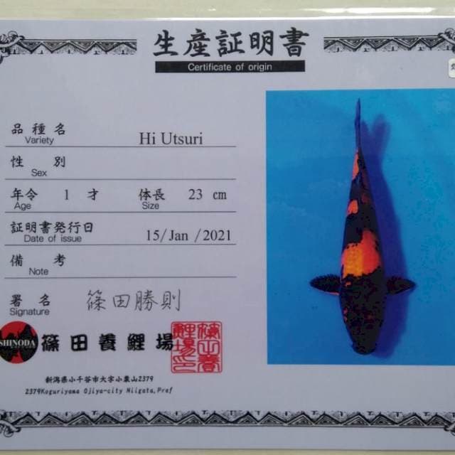 Hiutsuri Shinoda Certy Breeder
