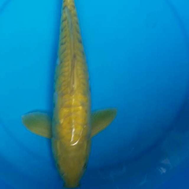 Penjinak Midori