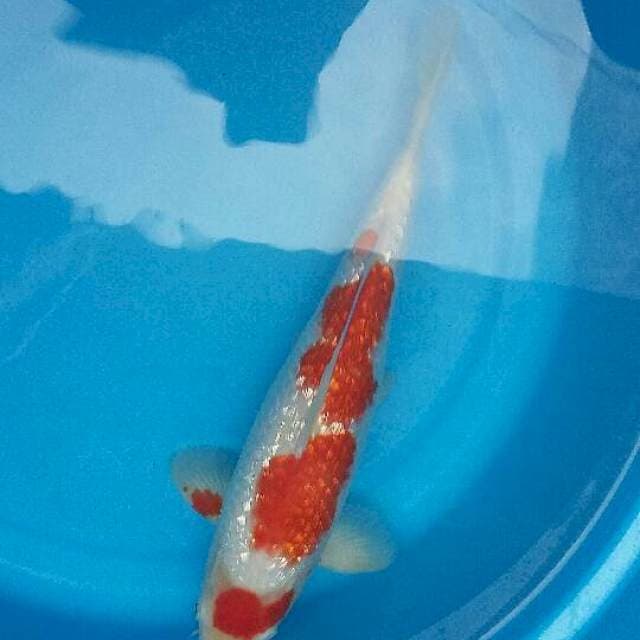Ginrin Kohaku