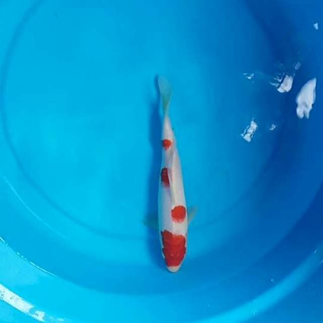 Kohaku polkadot