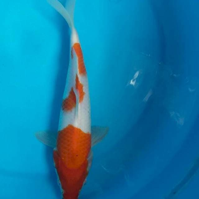 Kohaku