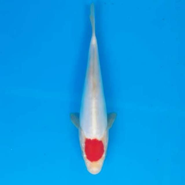 Tanco Kohaku Doitsu Ori 20cm