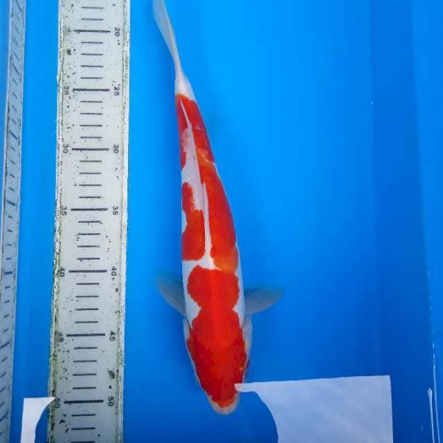 Kohaku doits 33 cm