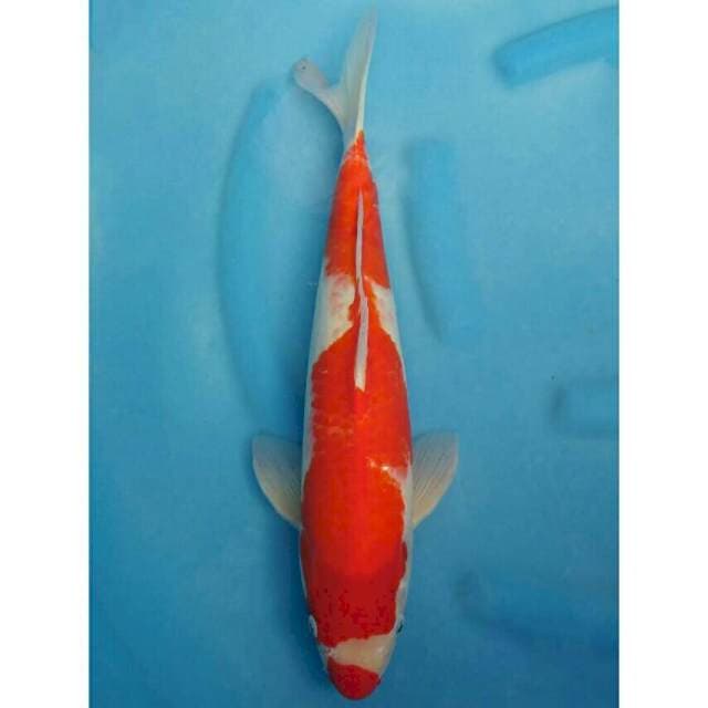 Okawa Jumbo Male Kohaku