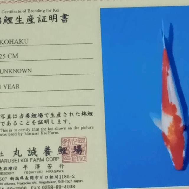 Kohaku strong marusei farm