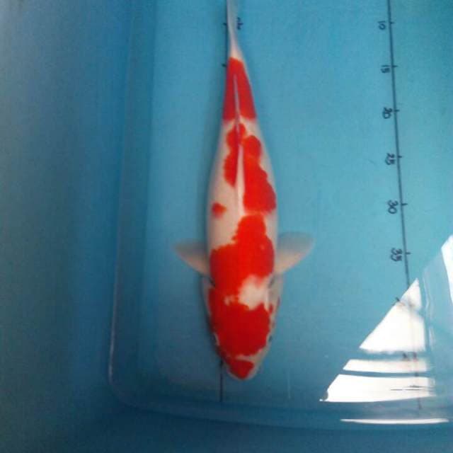 Jumbo Kohaku