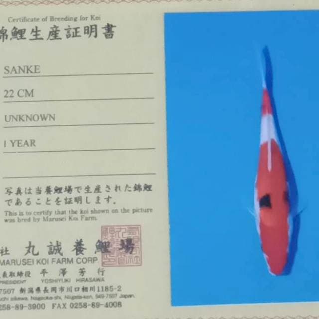 Sanke bulky import marusei