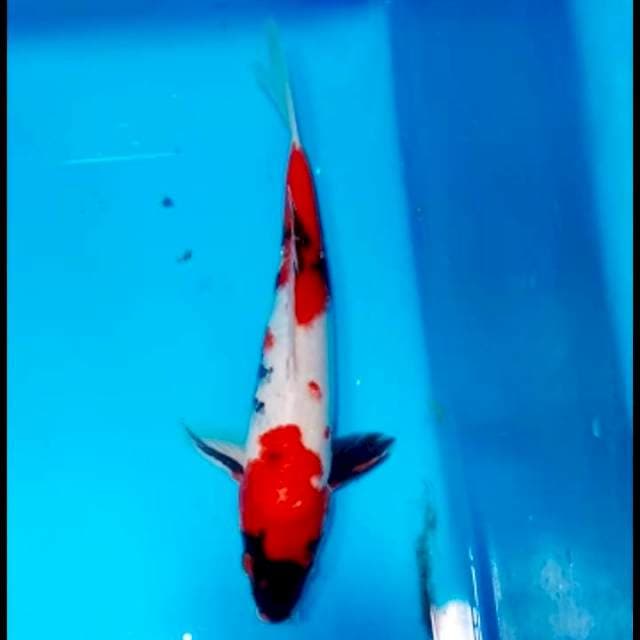 Kindai showa 31cm