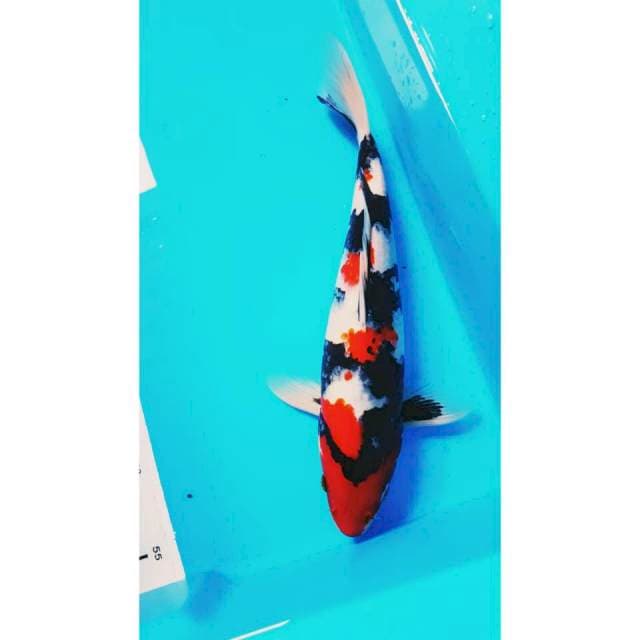 SHOWA 31cm MALE