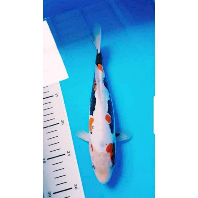 BENIKUMON 25cm MALE