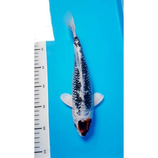 MATSUKAWA 30cm FEMALE