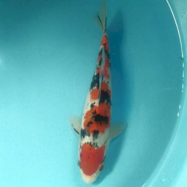 Taisho Sanshoku, 30 cm