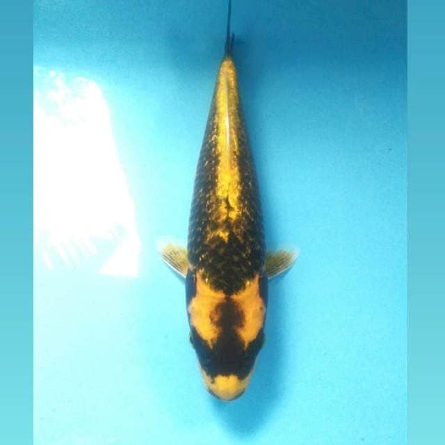 Kabuto Ginrin, 30 cm