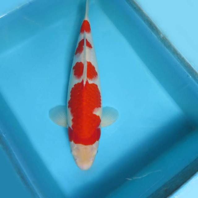 IZUMO TWO ~ Kohaku spc